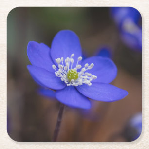 Schöne Blaue Leberblümchen-Blüte Rechteckiger Pappuntersetzer