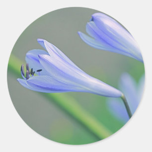 Schöne Blaue Lila Blumen Hochzeitsgunst Aufkleber