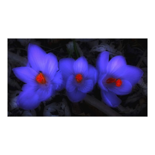 Schöne blaue Lila Crocus Blooms Fotodruck (Vorne)