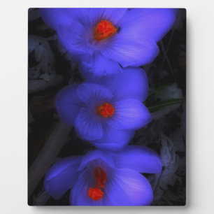 Schöne blaue Lila Crocus Blooms Fotoplatte