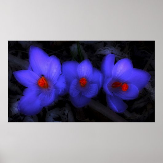 Schöne blaue Lila Crocus Blooms Poster (Vorne)
