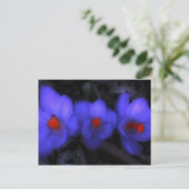 Schöne blaue Lila Crocus Blooms Postkarte (Stehend Vorderseite)