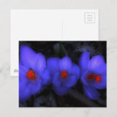 Schöne blaue Lila Crocus Blooms Postkarte (Vorne/Hinten)