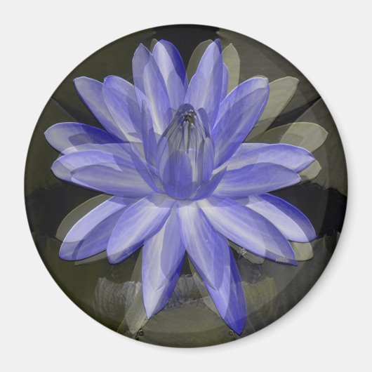 Schöne blaue Lilie...... Magnet (Vorne)