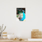 Schöne blaue Male Peacock Alter Stall Poster (Küche)