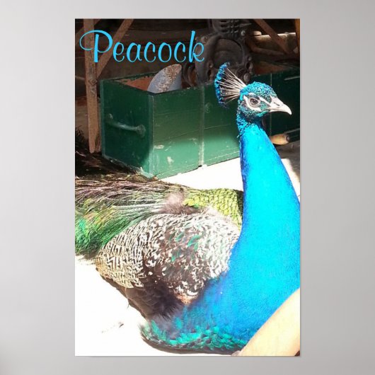 Schöne blaue Male Peacock Alter Stall Poster (Vorne)
