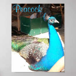 Schöne blaue Male Peacock Alter Stall Poster