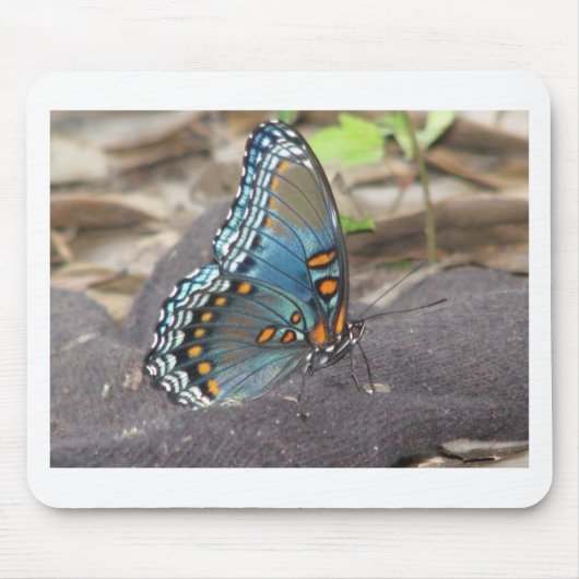 Schöne blaue Orange und schwarzer Schmetterling. Mousepad (Vorne)