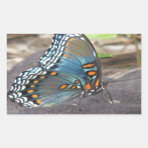 Schöne blaue Orange und schwarzer Schmetterling. Rechteckiger Aufkleber