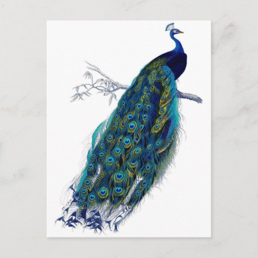Schöne blaue Pfau-Natur-Vogel-Schwanz-Federn Ankündigungspostkarte (Vorderseite)