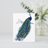 Schöne blaue Pfau-Natur-Vogel-Schwanz-Federn Ankündigungspostkarte (Stehend Vorderseite)