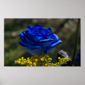 Schöne blaue Rose 1 Poster (Vorne)