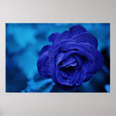 Schöne blaue Rose Poster (Vorne)
