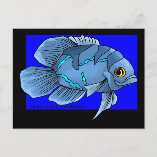 Schöne blaue tropische Oscar-Fische Postkarte (Vorderseite)