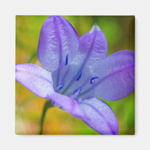 Schöne blaue Wildblume Magnet