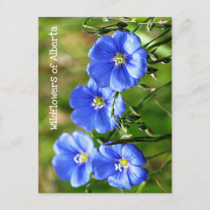 Schöne blaue Wildblumen Pop gegen grünes Gras Postkarte