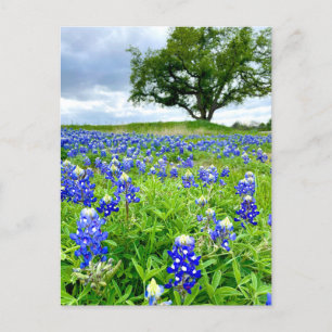 Schöne Bluebonnets Texas Fotografie Postkarte