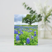 Schöne Bluebonnets Texas Fotografy Postkarte (Stehend Vorderseite)