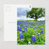 Schöne Bluebonnets Texas Fotografy Postkarte (Vorne/Hinten)