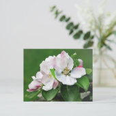 Schöne blühende Apfelbaum Frühjahrskarte Postkarte (Stehend Vorderseite)