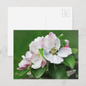 Schöne blühende Apfelbaum Frühjahrskarte Postkarte (Vorne/Hinten)