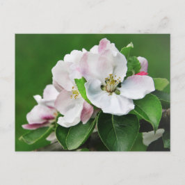 Schöne blühende Apfelbaum Frühjahrskarte Postkarte