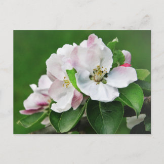 Schöne blühende Apfelbaum Frühjahrskarte Postkarte