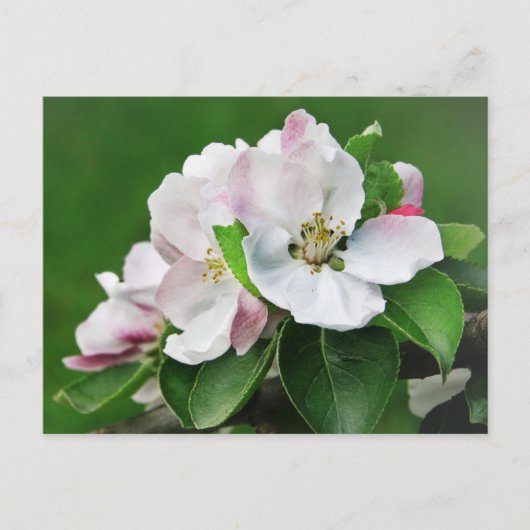 Schöne blühende Apfelbaum Frühjahrskarte Postkarte (Vorderseite)