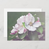 Schöne blühende Apple Tree Postcard Postkarte (Vorne/Hinten)