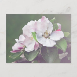 Schöne blühende Apple Tree Postcard Postkarte
