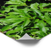 Schöne blühende Bush Poster (Ecke)