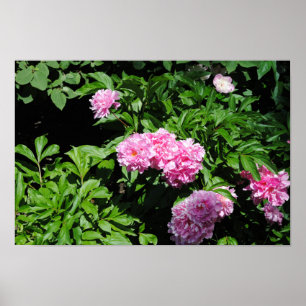 Schöne blühende Bush Poster
