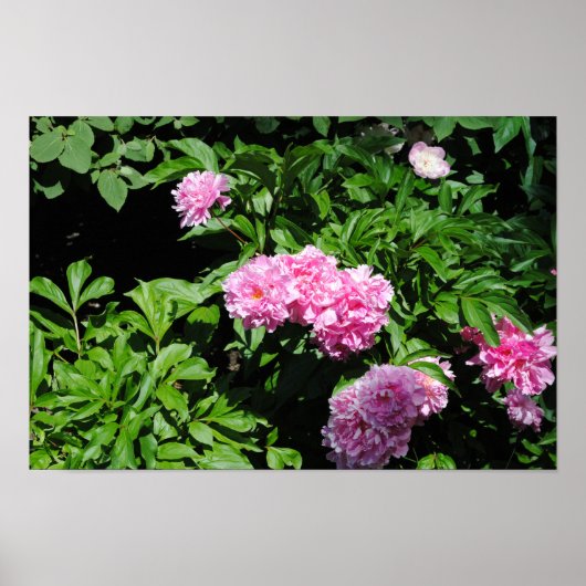 Schöne blühende Bush Poster (Vorne)