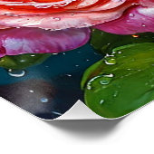 Schöne blühende Rose mit Wassertropfen Poster (Ecke)