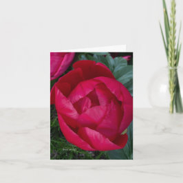 Schöne blühende Rote Peony