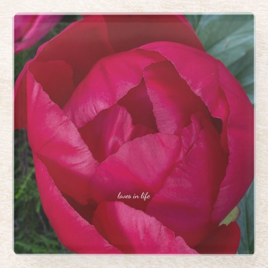 Schöne blühende Rote Peony Glasuntersetzer (Vorderseite)