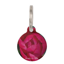 Schöne blühende Rote Peony Haustiermarke