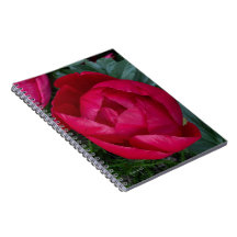 Schöne blühende Rote Peony