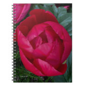 Schöne blühende Rote Peony Notizblock (Vorderseite)