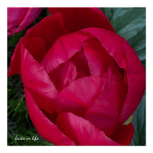 Schöne blühende Rote Peony Poster