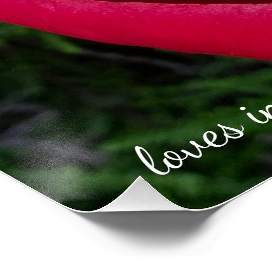 Schöne blühende Rote Peony Poster (Ecke)