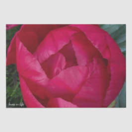 Schöne blühende Rote Peony Seidenpapier