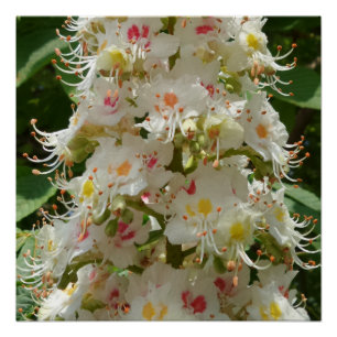 Schöne Blume 20" x 20", Posterpapier, Halbschalldä Poster