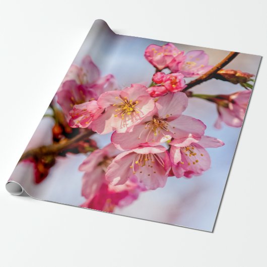 Schöne Blume aus rosa Sakura Geschenkpapier (Ungerollt)