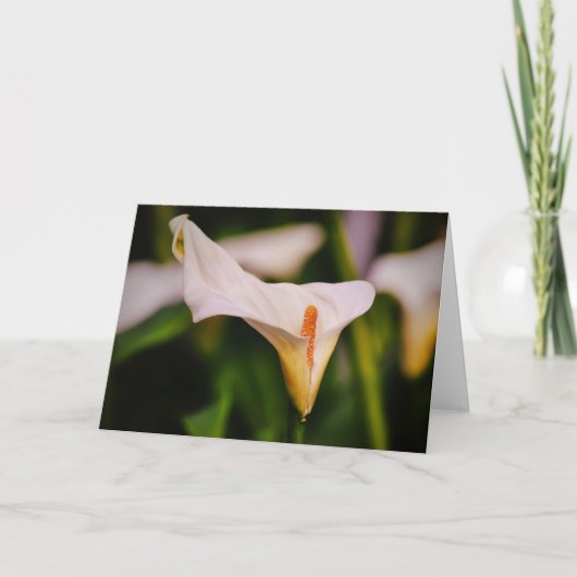 Schöne Blume Calla Lido Locarno Karte (Vorderseite)