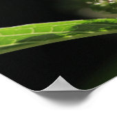 Schöne Blume der White Pokeweed Pflanze Poster (Ecke)