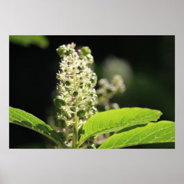 Schöne Blume der White Pokeweed Pflanze Poster