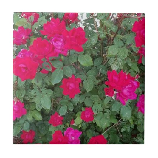 Schöne Blume Fliese (Vorderseite)