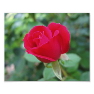 Schöne Blume Foto drucken