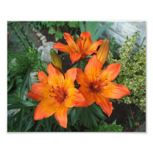 Schöne Blume Foto drucken